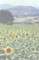 Todi & Sunflowers
